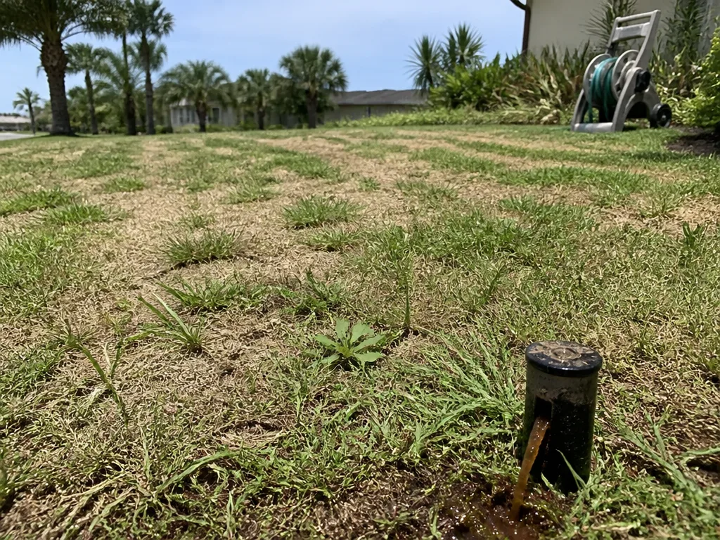 Warning Signs of a Struggling Lawn in Florida